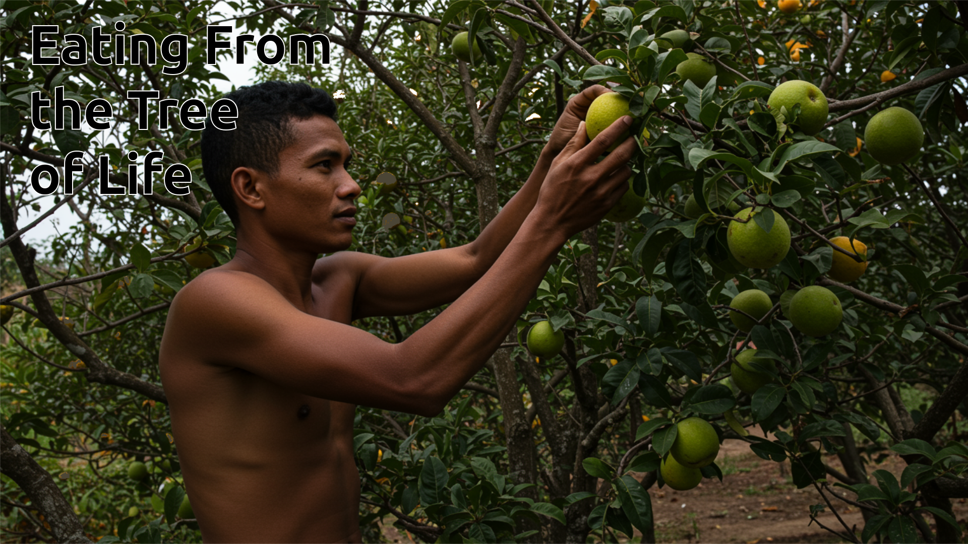 A photograph of a medium-colored man picking fruit from a tree.